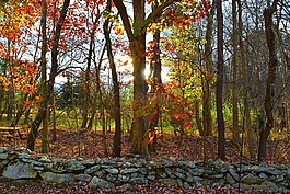 叶子,树,石头墙