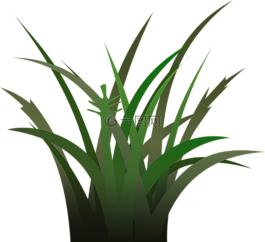 草,植物,植被