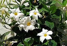 红,红蝉sanderi,白花