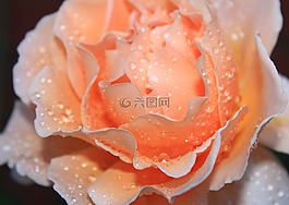 玫瑰,降雨,水滴
