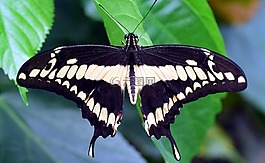配合,凤蝶 machaon,蝴蝶