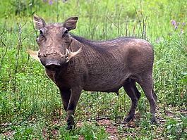 warhtog,野猪,农场生活