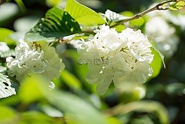 春色,鲜花,植物