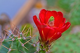 开花,仙人掌,过冬
