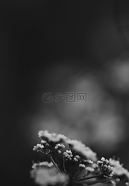 花,春天的花朵,白