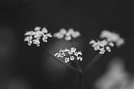 花,春天的花朵,白