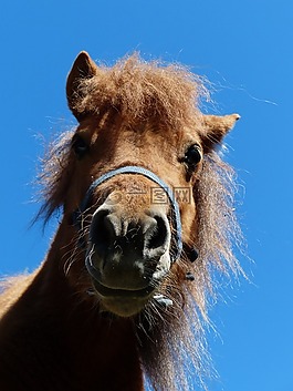 设得兰群岛小马,小马,头