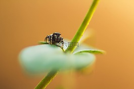 宏,缩放,植物