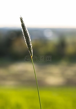 叶草,草,halme