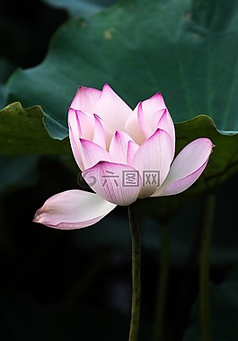 荷花,夏天,广州