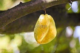 杨桃,植物,水果