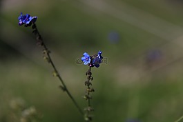 山的花,蓝色,野生