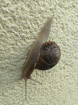 蜗牛,墙上,步行
