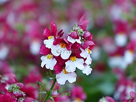 elf 镜像,开花,花