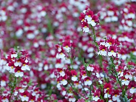 elf 镜像,开花,花