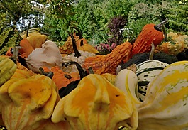 壁球,蔬菜,农场