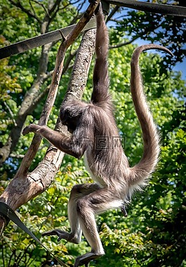 蜘蛛猴,猿,猴子