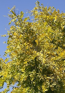 蜂蜜蝗虫,皂角,树