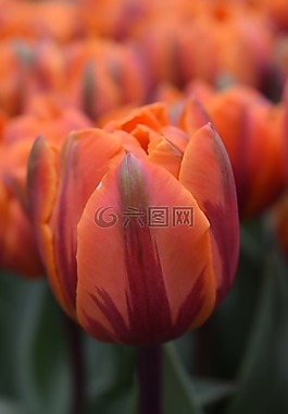 郁金香,花,橙色