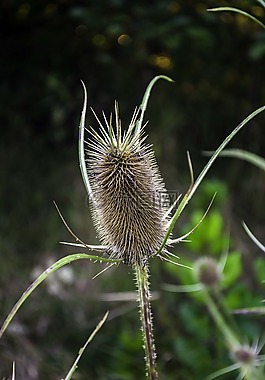 植物,倒钩,秋季