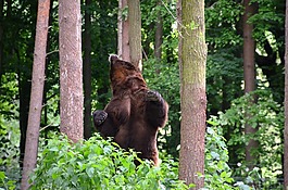 熊,森林,生态园