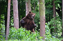熊,森林,生态园