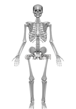 人体骨骼图片 人体骨骼素材 人体骨骼模板免费下载 六图网