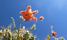 桔梗,粉色,微妙的刺