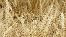 粮食,小麦,耳朵