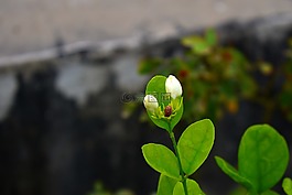 阿拉伯茉莉花的味蕾,motia,桑帕吉塔