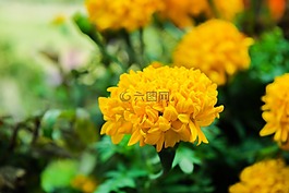 高棉,花,亚洲