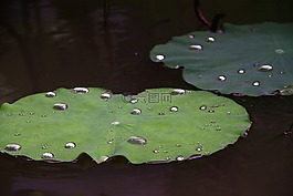 lotus,leaf,droplets