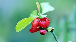 莓果,植物,性质