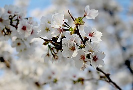 春天,樱花盛开,樱花