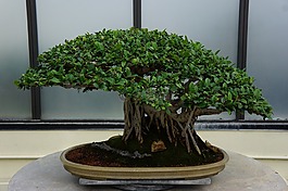 植物,小,树