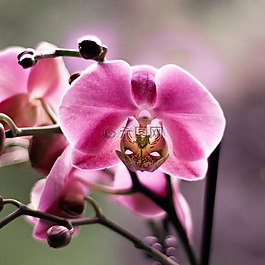 兰花,花,美容