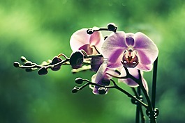 兰花,花,彩色