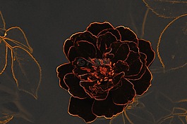 黑玫瑰,花,轮廓