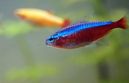 水族馆,氖,水下