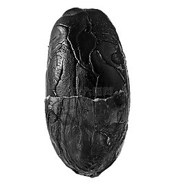 可可,巧克力,种子