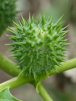 鞘,种子,胶囊
