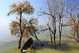 泸沽湖,树,孤舟