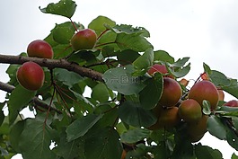 杏,杏树,科