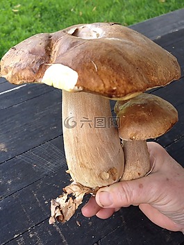 牛肝菌,蘑菇,布朗