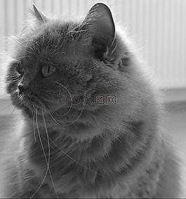 猫,英国,英国短毛猫