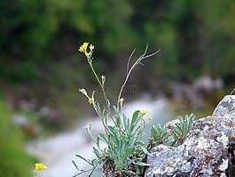 植物,花,岩