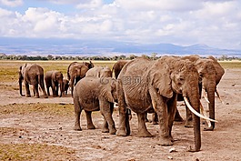 大象,非洲,安博塞利