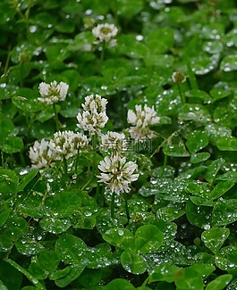 雨,黄芪,草