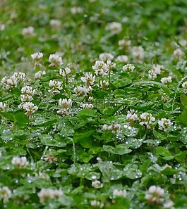 雨,黄芪,草