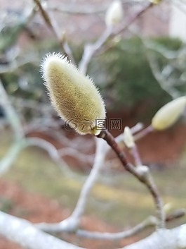 自然,植物区系,户外
